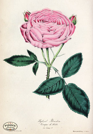 Pdxc5238 -- Roses Color Illustration