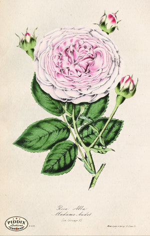 Pdxc5239 -- Roses Color Illustration
