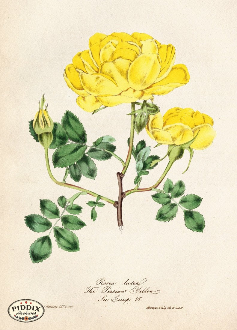 Pdxc5241 -- Roses Color Illustration