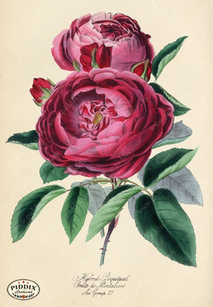 Pdxc5242A -- Roses Color Illustration