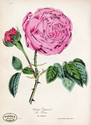 Pdxc5243 -- Roses Color Illustration