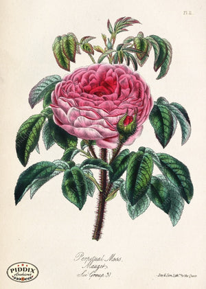 Pdxc5245 -- Roses Color Illustration