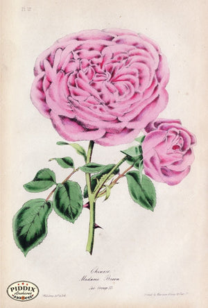 Pdxc5246 -- Roses Color Illustration