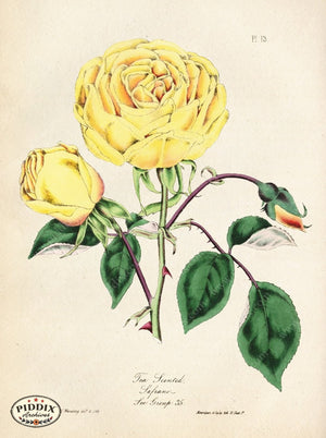 Pdxc5247 -- Roses Color Illustration
