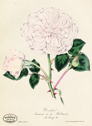 Pdxc5249 -- Roses Color Illustration