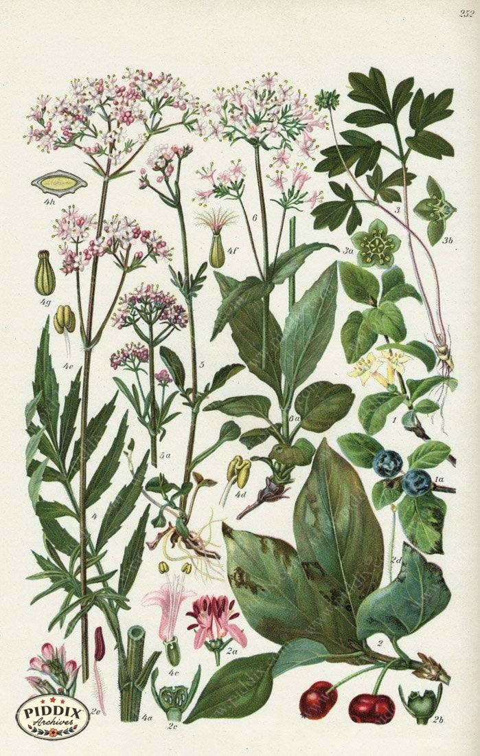 Pdxc5254 -- New For June Color Illustration