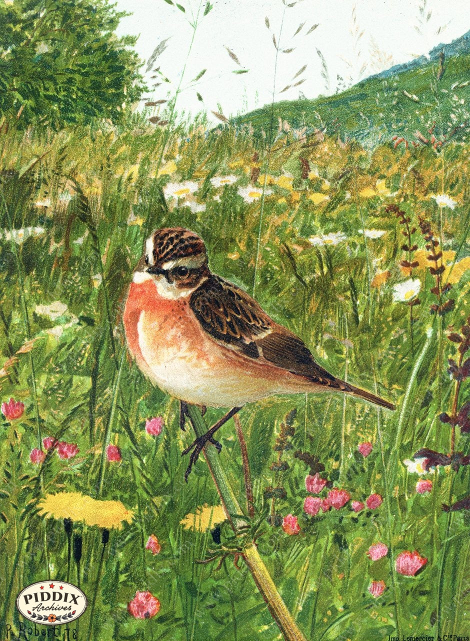 Pdxc5265 -- Birds Color Illustration