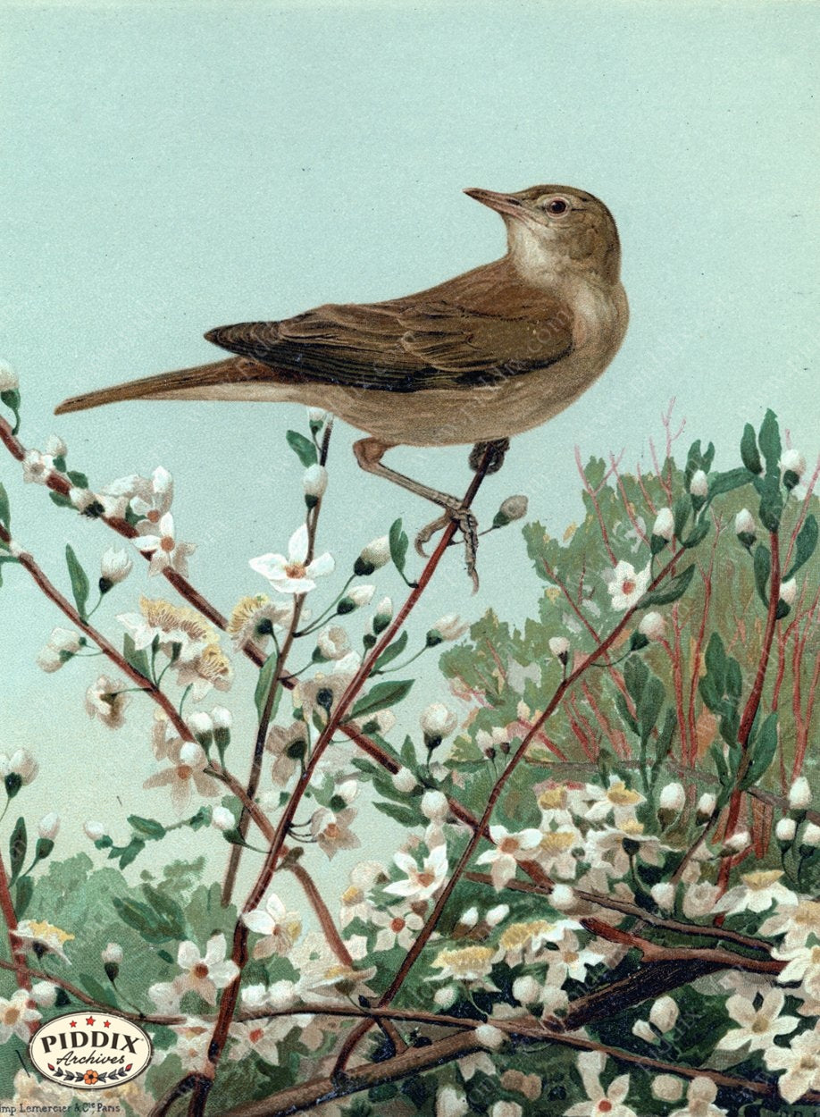 Pdxc5275 -- Birds Color Illustration
