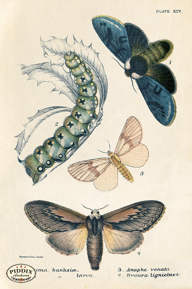 PDXC5293 -- Butterflies Color Illustration