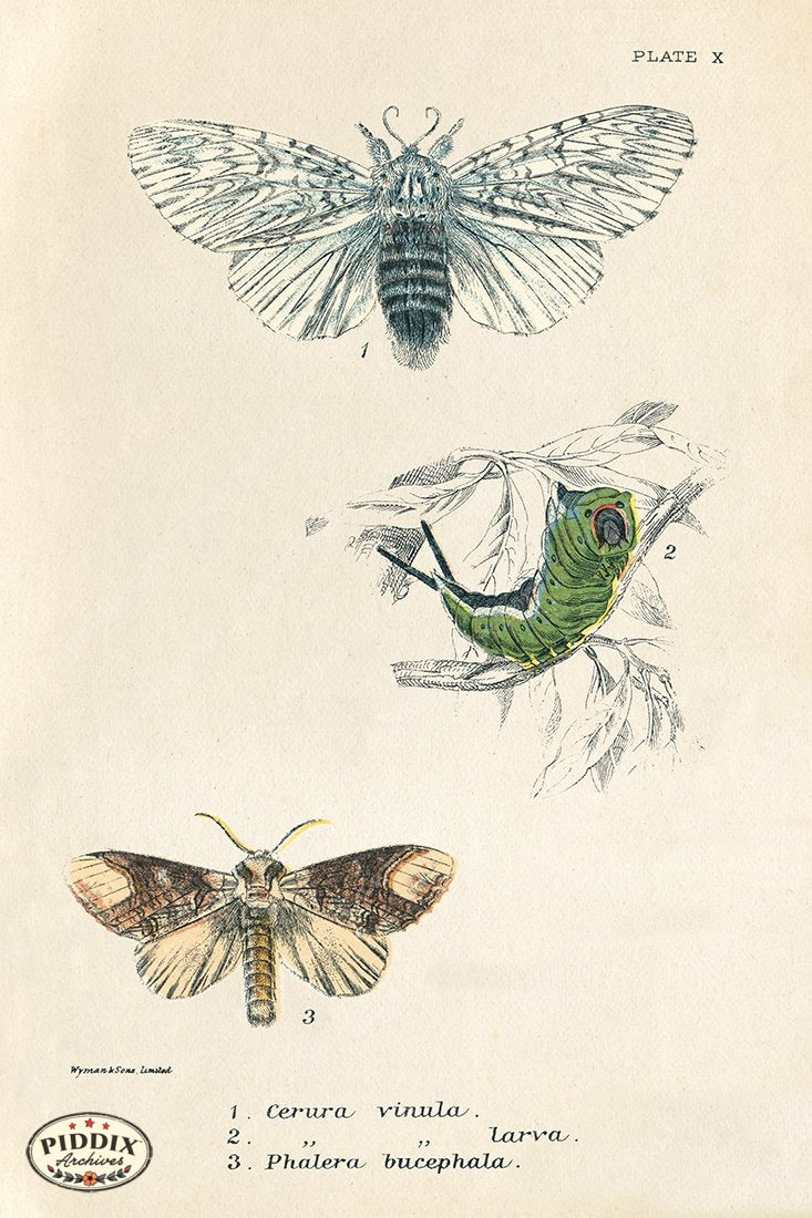 PDXC5294 -- Butterflies Color Illustration