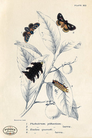 PDXC5295 -- Butterflies Color Illustration