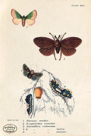 PDXC5296 -- Butterflies Color Illustration