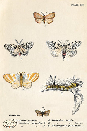 PDXC5297 -- Butterflies Color Illustration