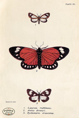 PDXC5298 -- Butterflies Color Illustration