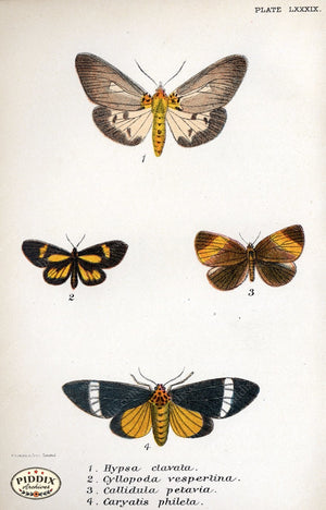 Pdxc5299 -- Butterflies Color Illustration