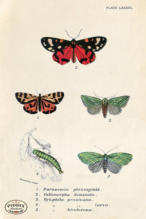 PDXC5301 -- Butterflies Color Illustration