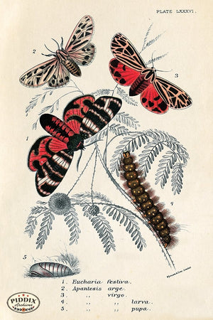 PDXC5302 -- Butterflies Color Illustration
