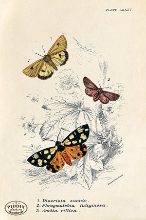 PDXC5303 -- Butterflies Color Illustration