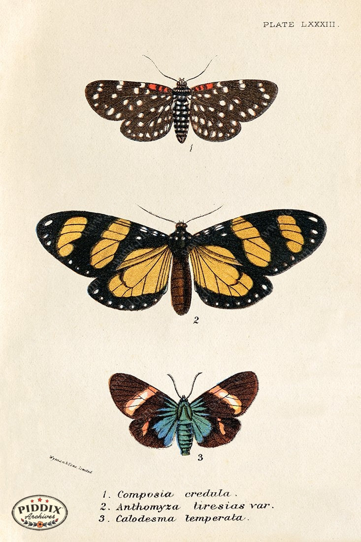 PDXC5305 -- Butterflies Color Illustration