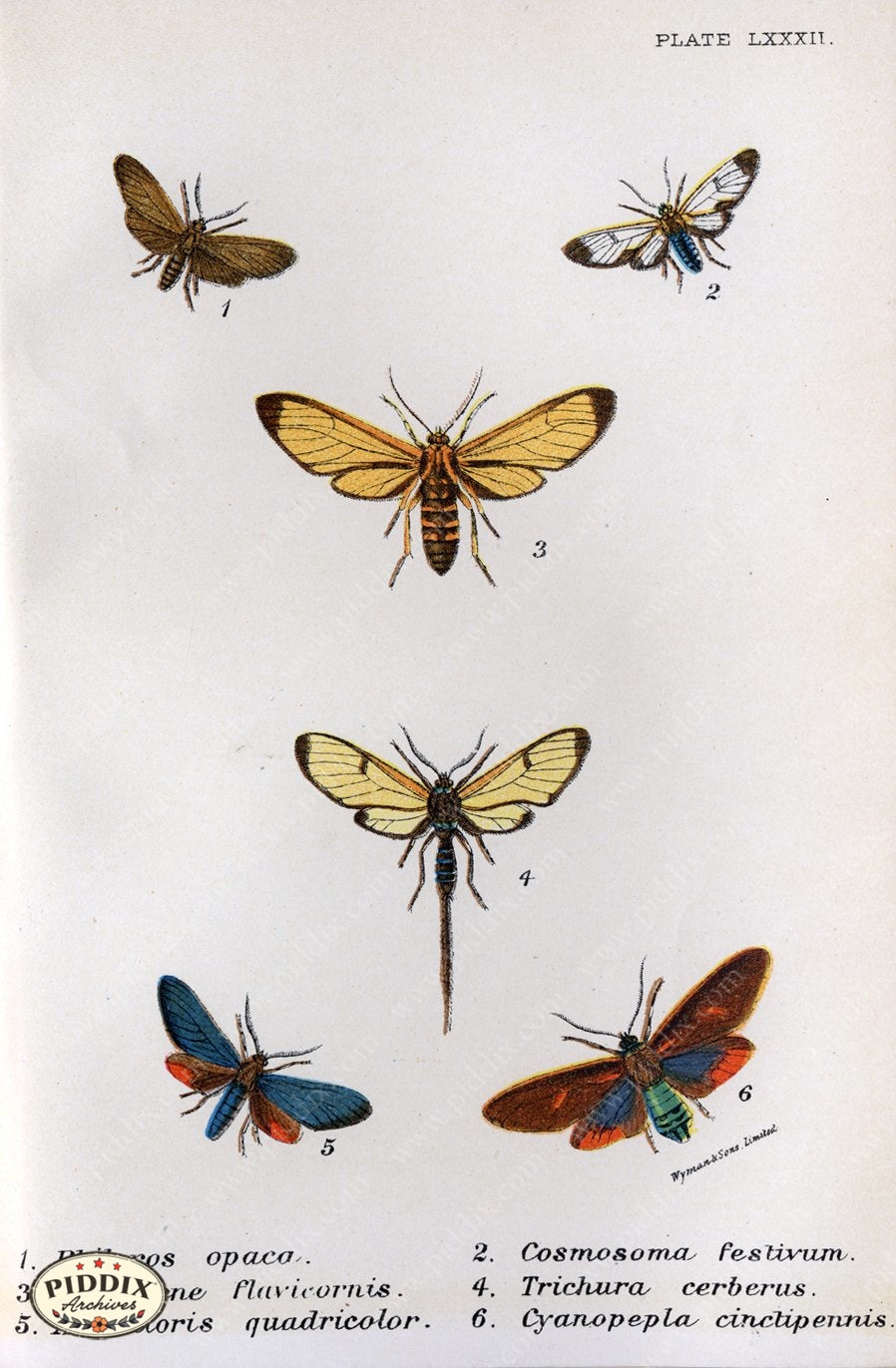 Pdxc5306 -- Butterflies Color Illustration
