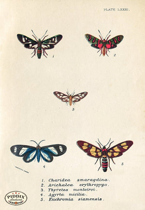 PDXC5307 -- Butterflies Color Illustration