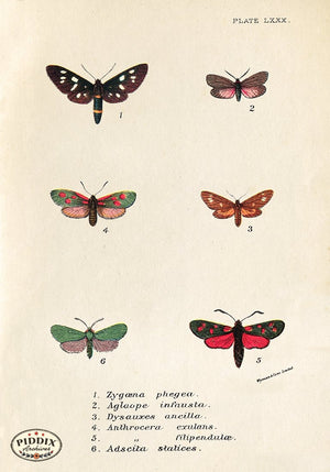 PDXC5308 -- Butterflies Color Illustration