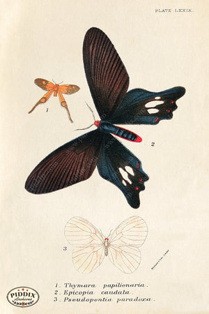 PDXC5309 -- Butterflies Color Illustration