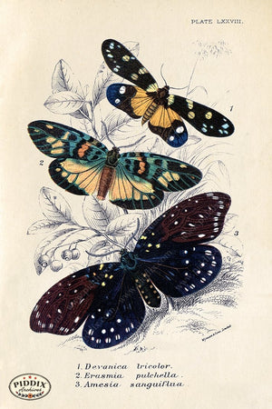 PDXC5310 -- Butterflies Color Illustration