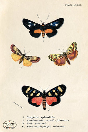 PDXC5311 -- Butterflies Color Illustration