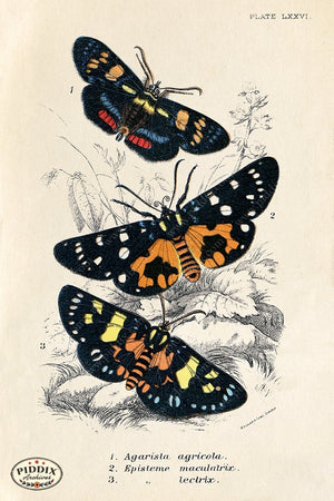PDXC5312 -- Butterflies Color Illustration