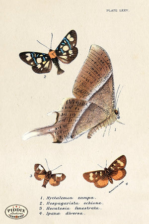 PDXC5313 -- Butterflies Color Illustration