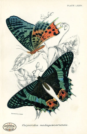 Pdxc5314 -- Butterflies Color Illustration