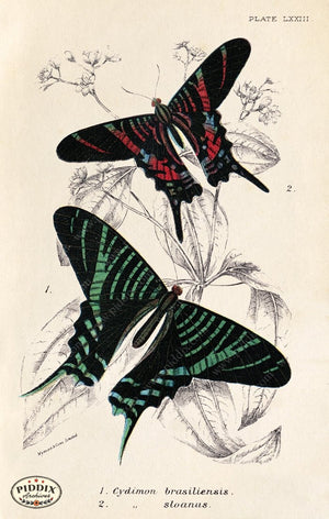 Pdxc5315 -- Butterflies Color Illustration