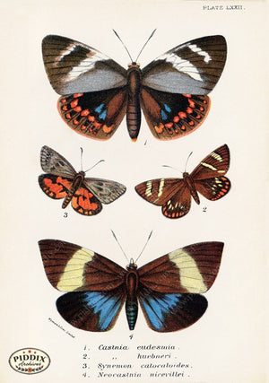 Pdxc5316 -- Butterflies Color Illustration