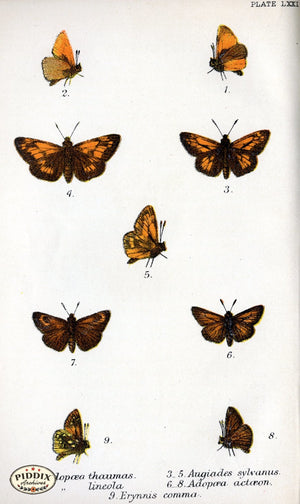 Pdxc5317 -- Butterflies Color Illustration