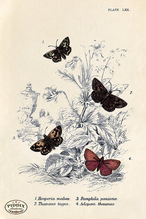 PDXC5318 -- Butterflies Color Illustration