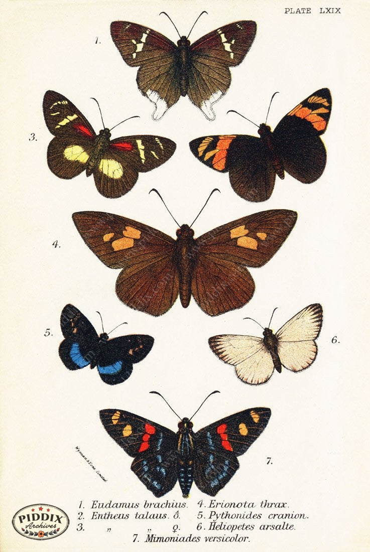 Pdxc5320 -- Butterflies Color Illustration