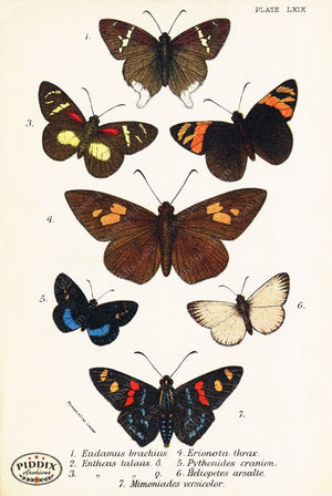 Pdxc5320 -- Butterflies Color Illustration