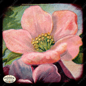 Pdxc5458 -- Flora & Fauna Original Collage