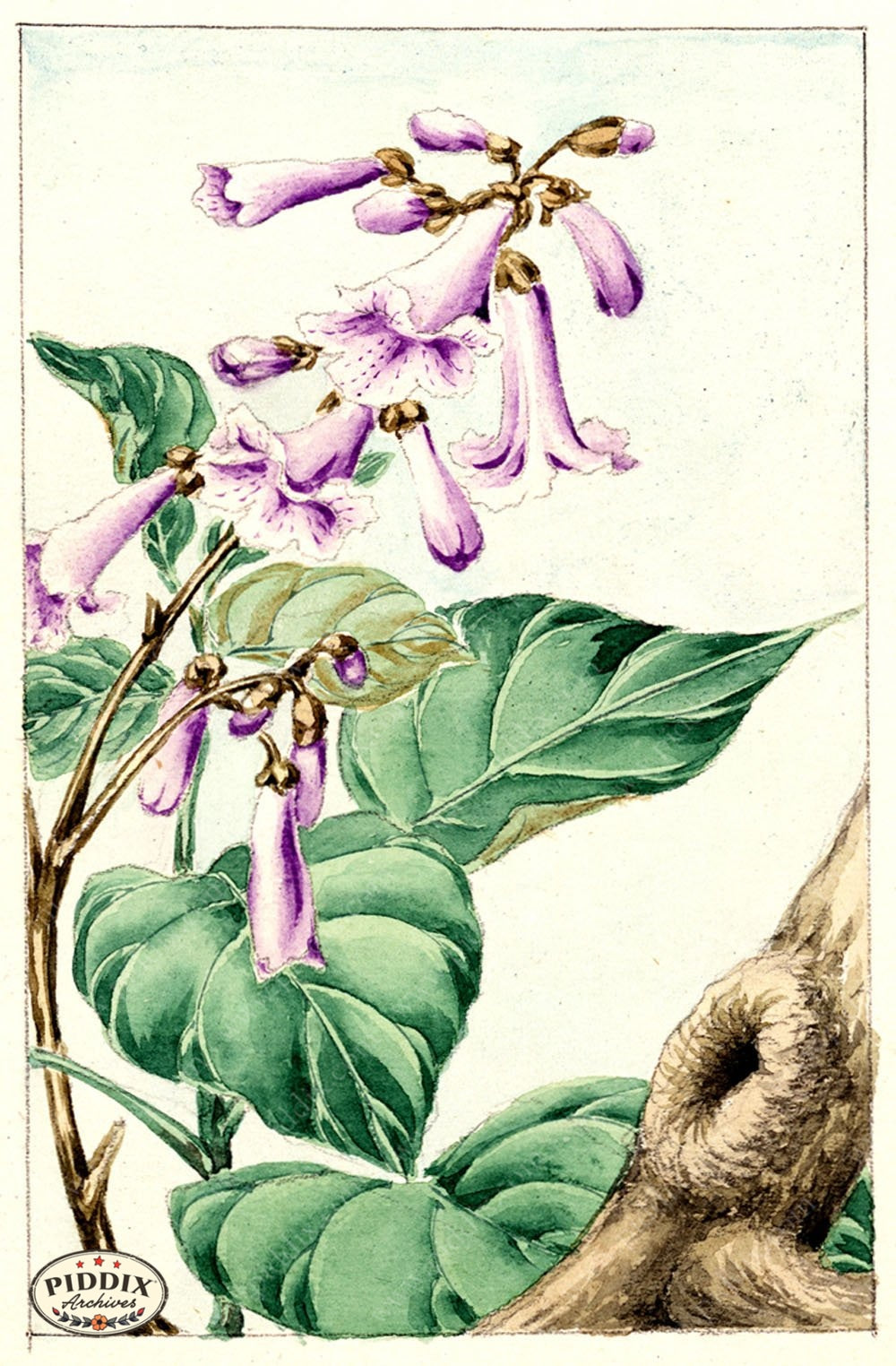 Pdxc5484 -- Vintage Watercolor Florals