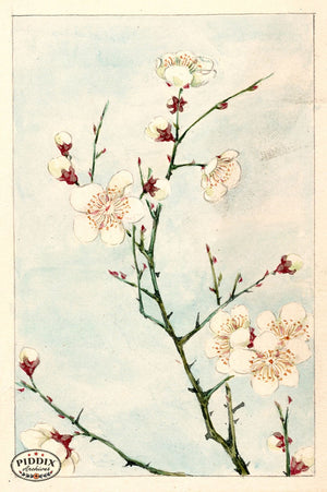 Pdxc5485 -- Vintage Watercolor Florals