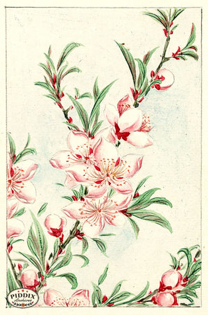 Pdxc5486 -- Vintage Watercolor Florals
