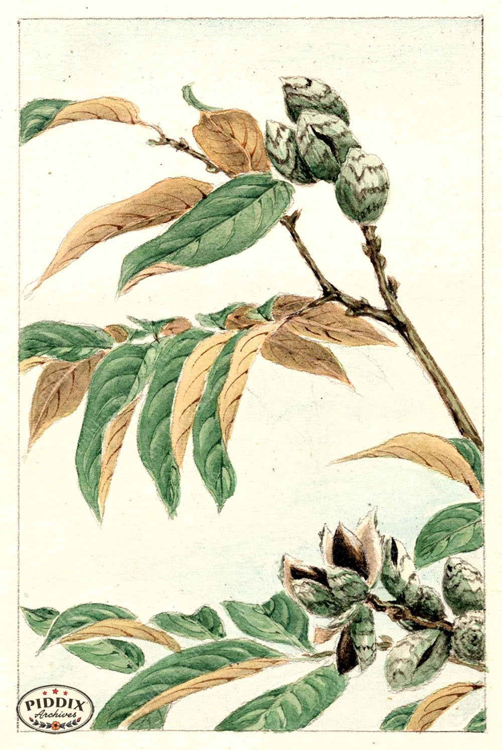 Pdxc5488 -- Japanese Watercolors Watercolor