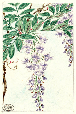 Pdxc5489 -- Vintage Watercolor Florals