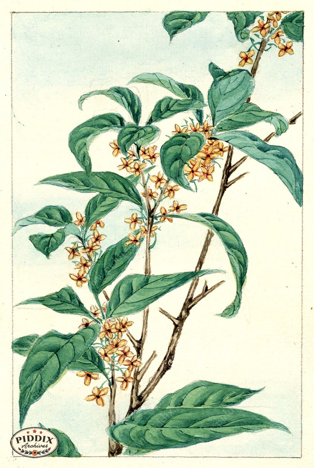 Pdxc5491 -- Vintage Watercolor Florals