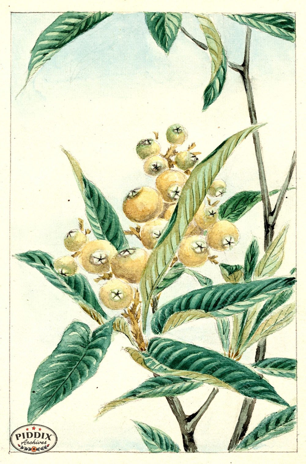 Pdxc5492 -- Japanese Watercolors Watercolor