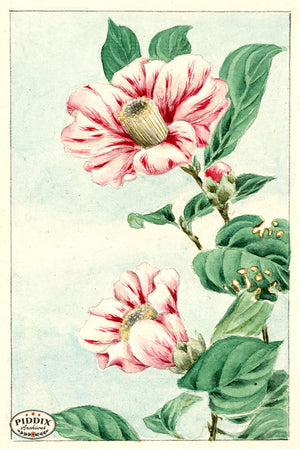 Pdxc5498 -- Vintage Watercolor Florals