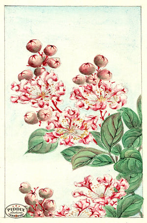 Pdxc5499 -- Vintage Watercolor Florals