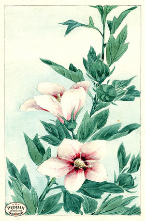 Pdxc5500 -- Vintage Watercolor Florals