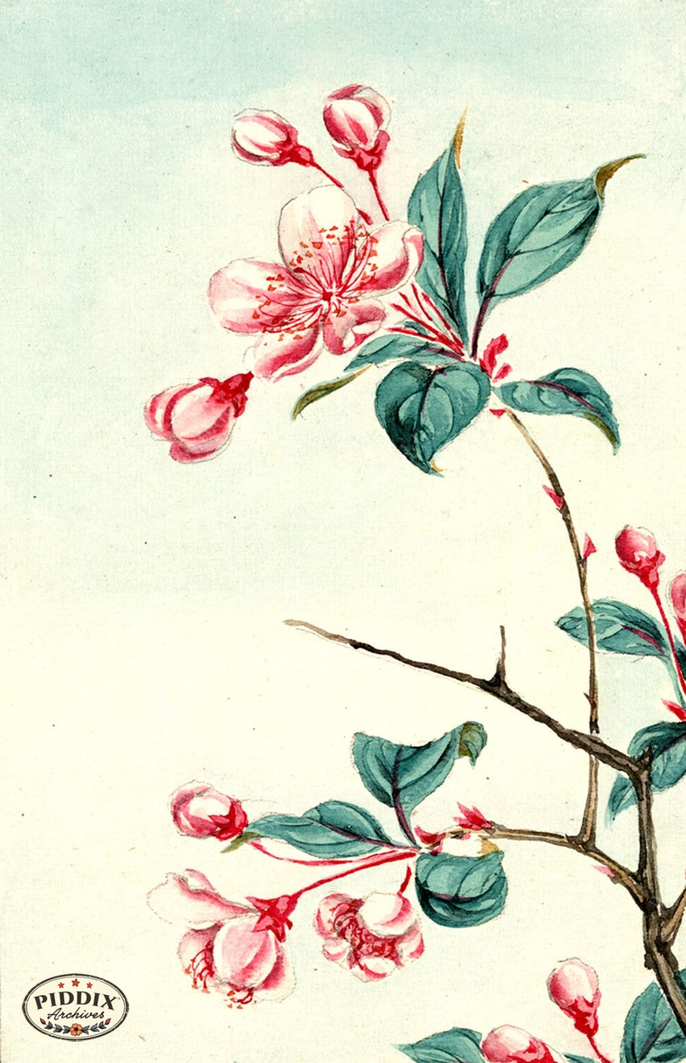 Pdxc5503 -- Vintage Watercolor Florals